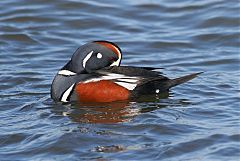 Harlequin Duck